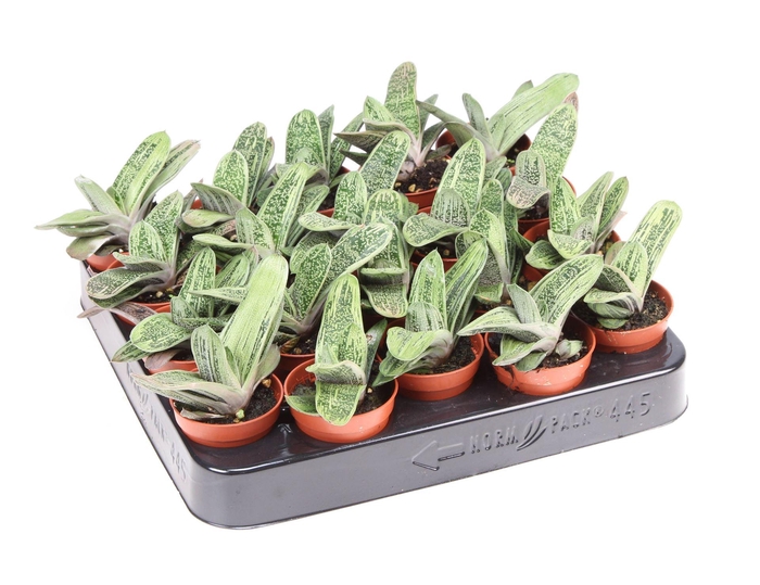 <h4>Gasteria  'Little Warty'</h4>