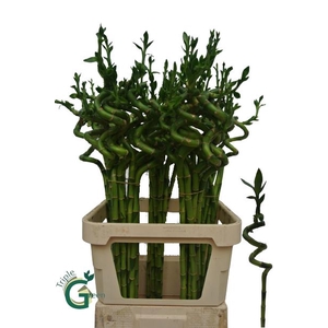 DRAC LUCKY BAMBOO