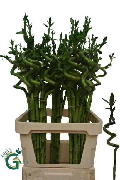 DRAC LUCKY BAMBOO