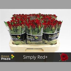 R Gr Simply Red+