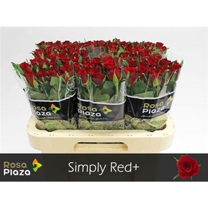 R Gr Simply Red+