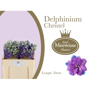 Delphinium Christel