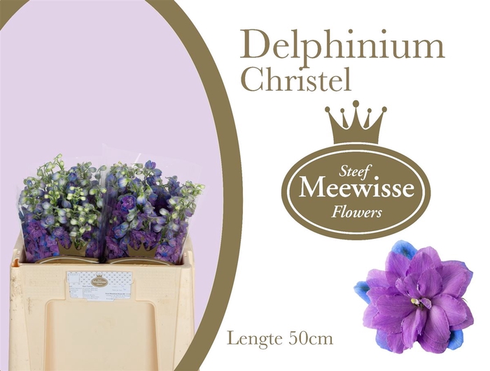 <h4>Delphinium Christel</h4>