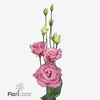 Lisianthus do alissa rose pink