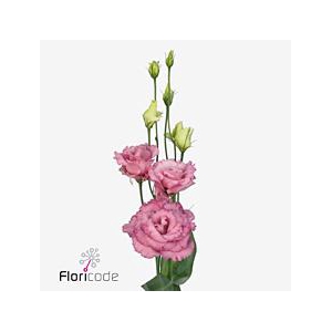 Lisianthus do alissa rose pink