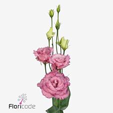 Lisianthus do alissa rose pink