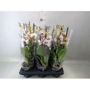 Phalaenopsis multi. 'FC Safe Haven'