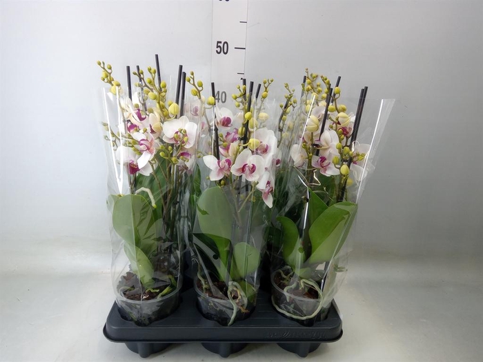 <h4>Phalaenopsis multi. 'FC Safe Haven'</h4>
