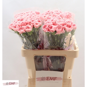 DI ST PINK MONTEZUMA