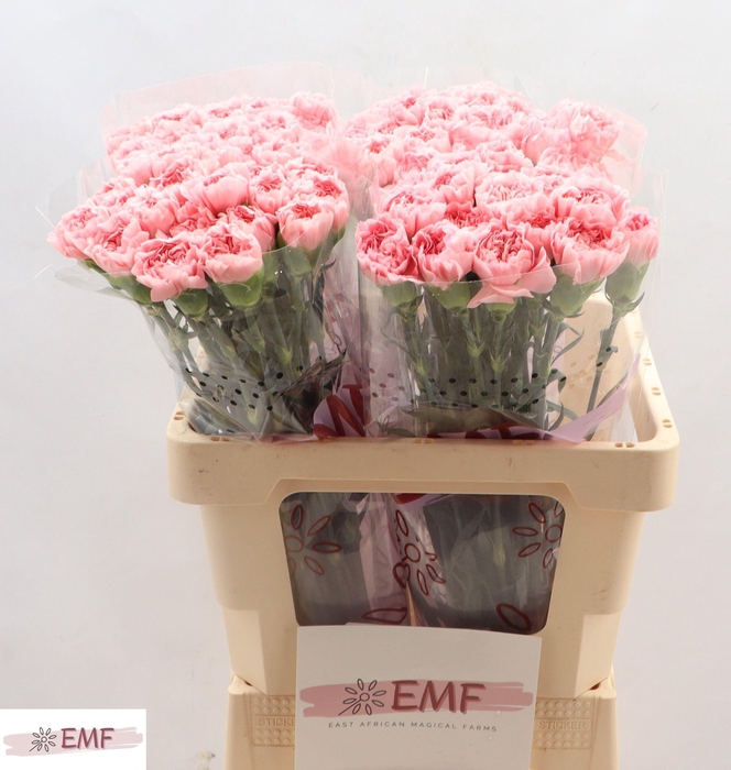 <h4>DI ST PINK MONTEZUMA</h4>