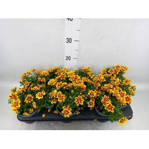 Bidens  'Summerlovers Shooting Sta'