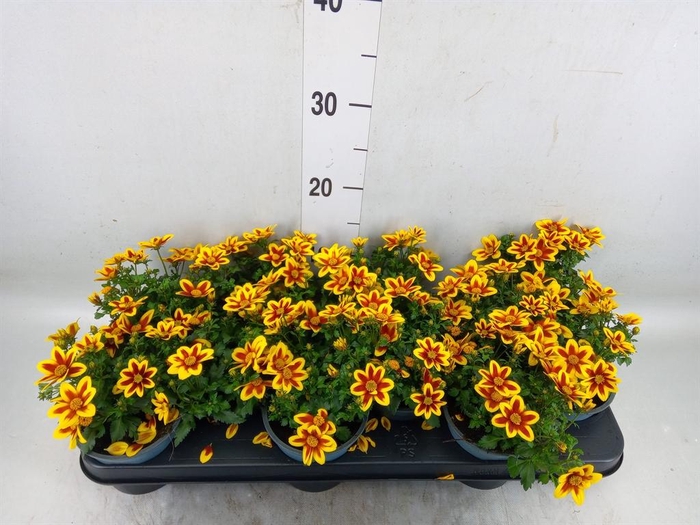 <h4>Bidens  'Summerlovers Shooting Sta'</h4>