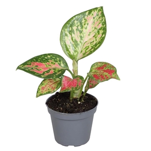 AGLAONEMA ARACEAE p6 lucky red