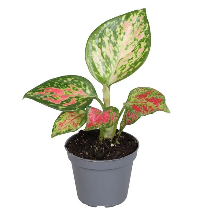 <h4>AGLAONEMA ARACEAE p6 lucky red</h4>