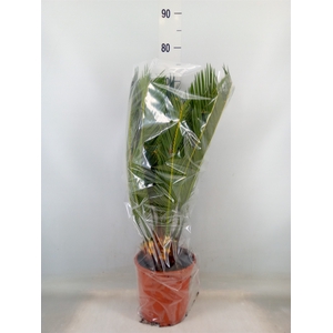 Cycas revoluta