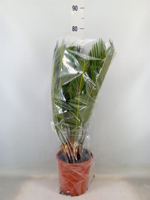<h4>Cycas revoluta</h4>