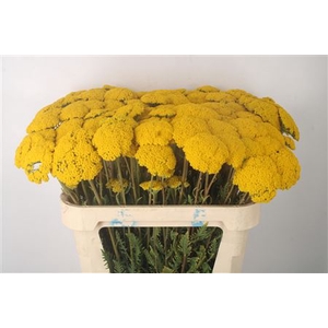 Achillea F Park Variety