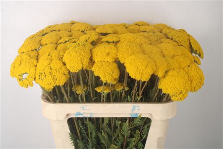 <h4>Achillea F Park Variety</h4>