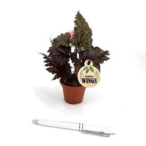 BEGONIA MACULATA P6 SERA TI PET