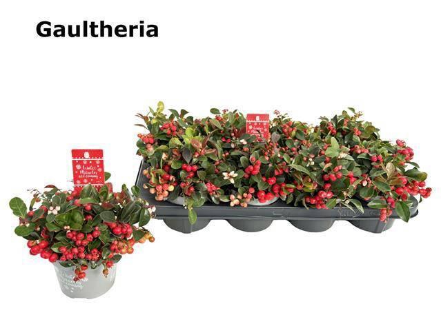 <h4>GAULTH PR BIG BERRY</h4>