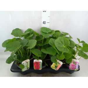 Alcea rosea