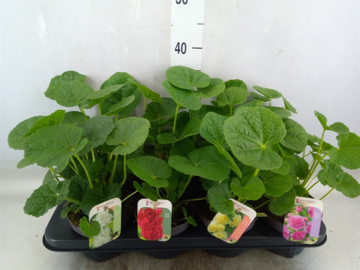 <h4>Alcea rosea</h4>