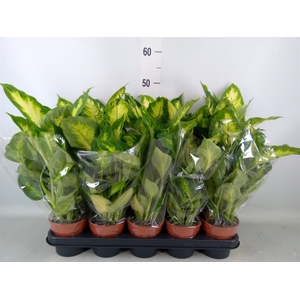 Dieffenbachia  'Camilla'