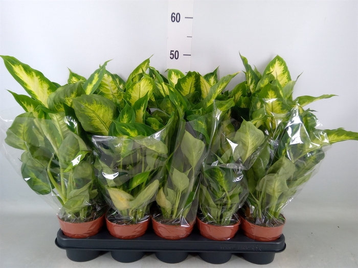 <h4>Dieffenbachia  'Camilla'</h4>