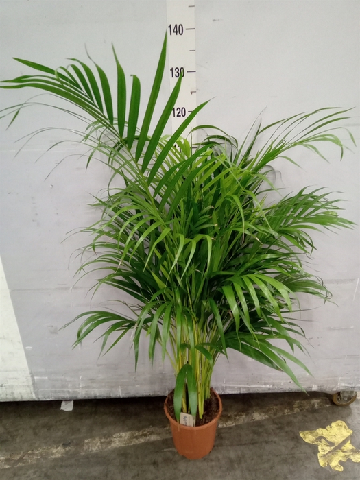 <h4>Dypsis lutescens   ...Chrysalidoca</h4>