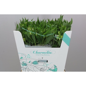 Alst Fl Charme White