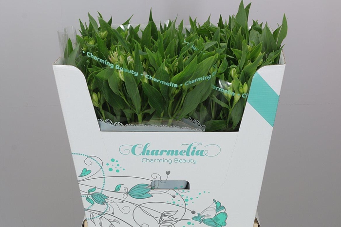 <h4>Alst Fl Charme White</h4>