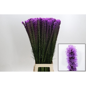 LIATRIS CALLILEPIS