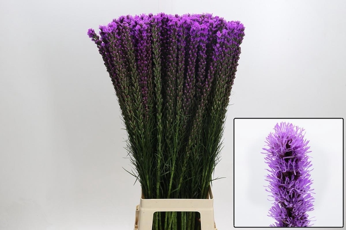 <h4>LIATRIS CALLILEPIS</h4>
