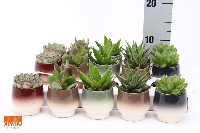 <h4>SUCC GEM 5 SRT</h4>