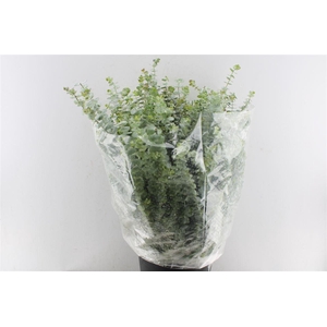 Euca Baby Blue 300 Gram Extra