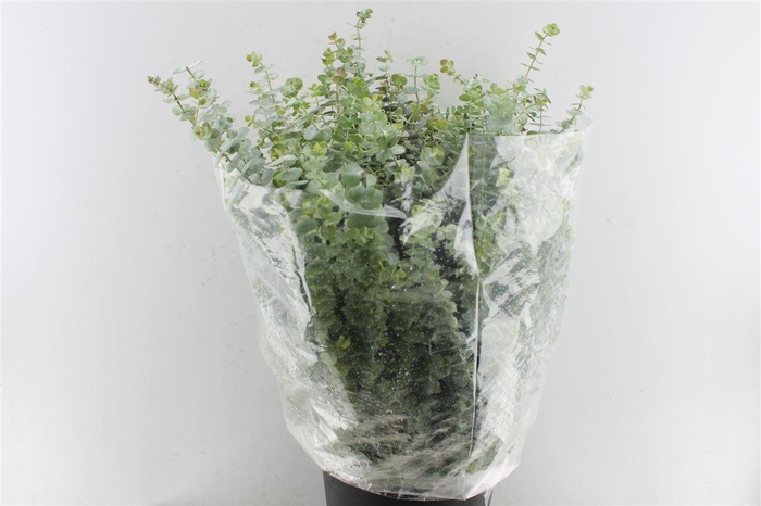 <h4>Euca Baby Blue 300 Gram Extra</h4>