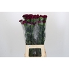 Dianthus St Purple Damascus