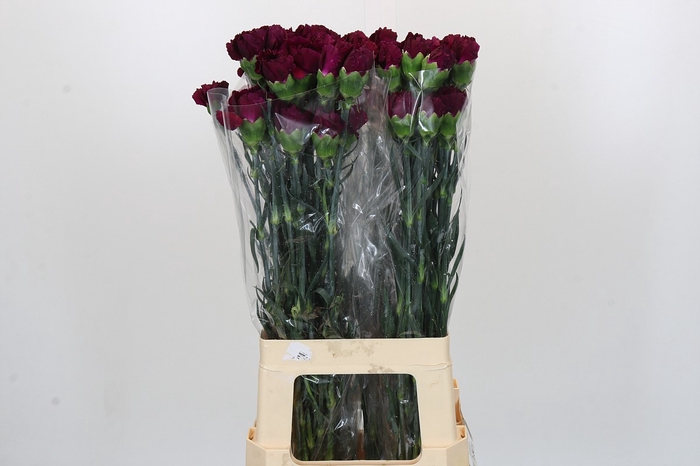 <h4>Dianthus St Purple Damascus</h4>