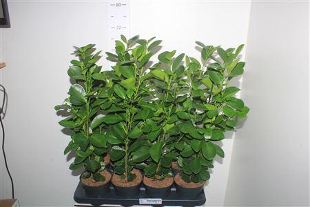 <h4>Fic Mi Moclame</h4>