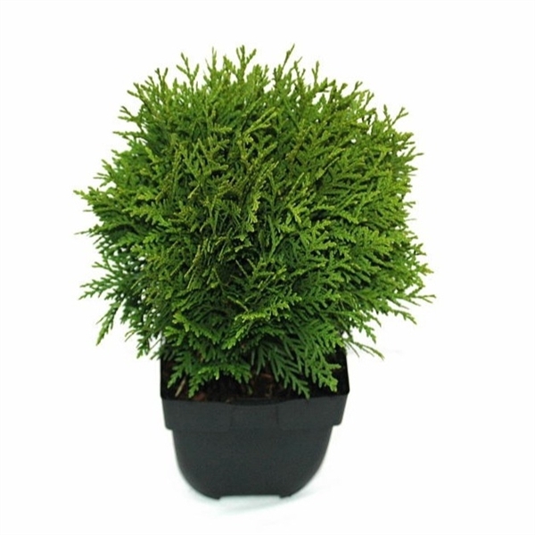 Thuja occidentalis 'Danica' P17