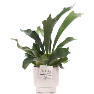 Platycerium Bif. in P&PURE Ivy ceramics shiny white