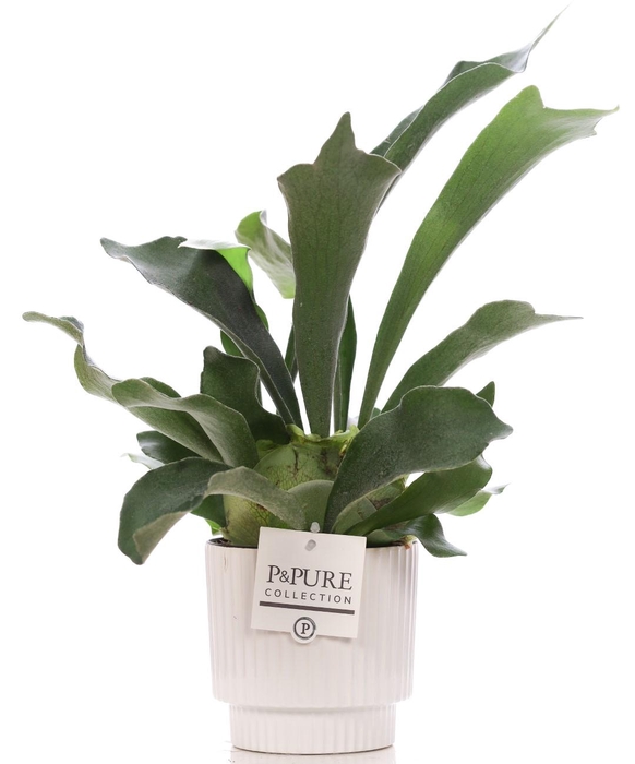 <h4>Platycerium Bif. in P&PURE Ivy ceramics shiny white</h4>
