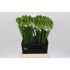 Ornithogalum Mount Fuji