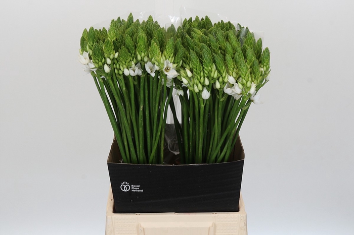 <h4>Ornithogalum Mount Fuji</h4>
