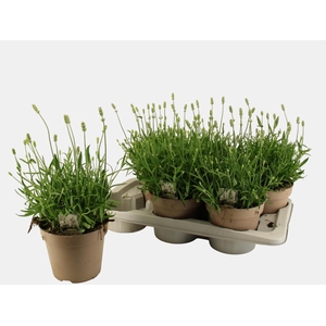 LAVAN AN AROMA WHITE