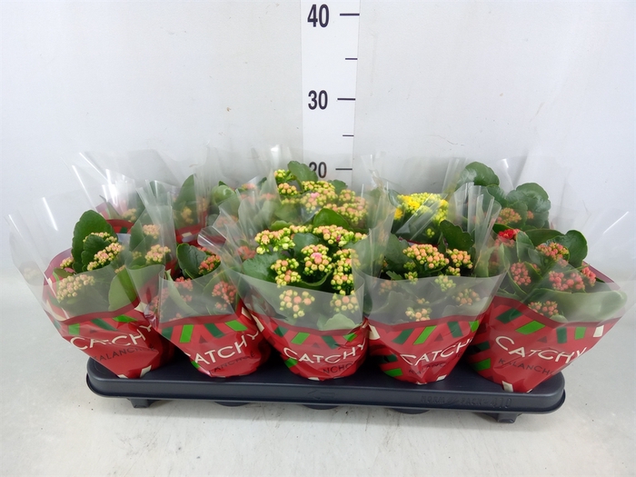 <h4>Kalanchoe blos.   ..rosebud mix  5</h4>