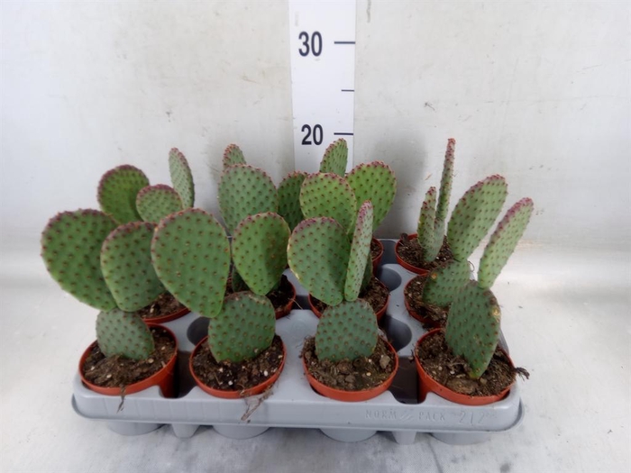 <h4>Opuntia microdasys</h4>