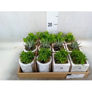 Arr.   Kamerplant Groen L%