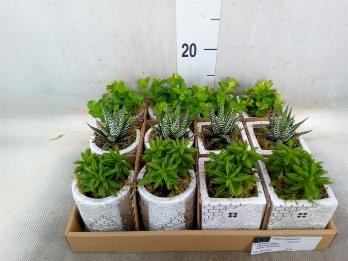 <h4>Arr.   Kamerplant Groen L%</h4>