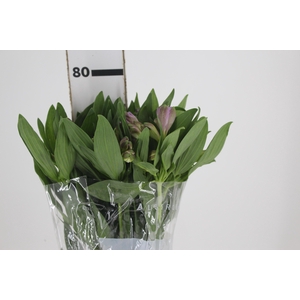 ALSTROEMERIA PURPLE RAIN 080 CM